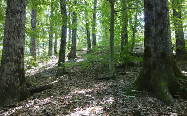 Bosc de Serra d’Heures