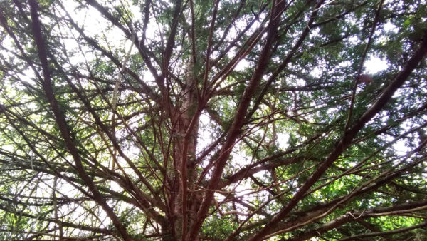 Processos de pèrdua i dol