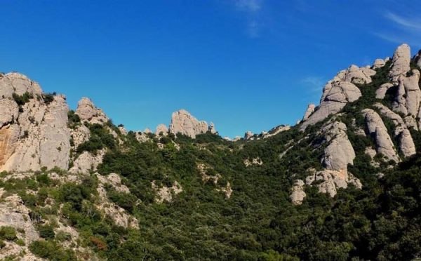 Bosc de Montserrat